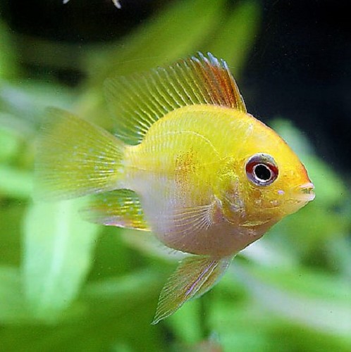 Apistogramma ramirezi ballon M